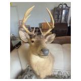 Taxidermy 8 Point Buck Deer Shoulder Mount