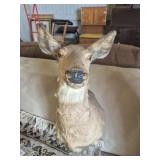 Taxidermy Antlerless Deer Shoulder Mount