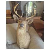 Taxidermy 8 Point Buck Deer Shoulder Mount