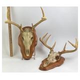 Mounted Deer Skulls With Antlers