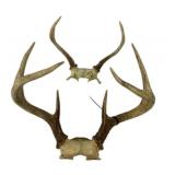 Whitetail Deer Antler European Mounts Pair