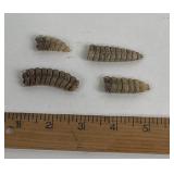 Rattlesnake Rattles