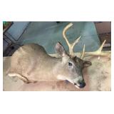 Mounted Deer Head with Antlers Taxidermy