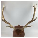 Taxidermy Deer Antlers on Plaque Mount