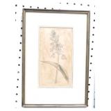 Botanical drawing Botanical drawing