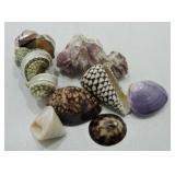 Lot of assorted shells