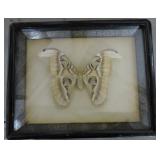 Large framed moth, 10"x13" frame, 5 1/2" x