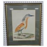 Arden Ralloids bird print 21'x17'