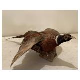 Taxidermy pheasant, mounted on a branch. From