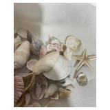 Large lot of seashells