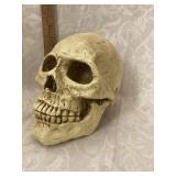 Resin Human Skull Bank