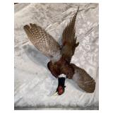 (R15) Pheasant Mounted