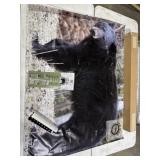 Life Size Animal Targets 60x47 Black Bear Target