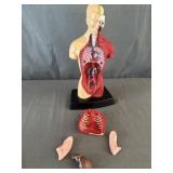Blue Bird The Visible Man Anatomy Human Torso Toy