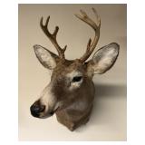 8pt Whitetail Buck Shoulder Mount