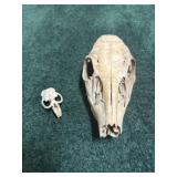 Whitetail Deer Skull & Cottontail Rabbit Skull