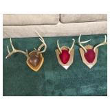 (3) Whitetail Deer Antler Mounts