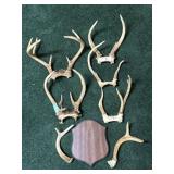 (5) Sets of Whitetail Deer Antlers