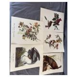 John James Audubon Birds of America Prints