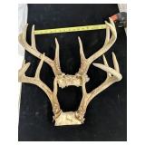 Two sets of deer antlers