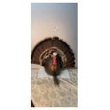 Turkey Mount 24