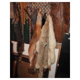 Fox hides