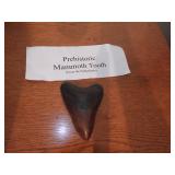 Pre historic Mamouth Tooth 