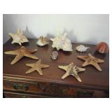 Star Fish Shells
