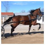 Lot# 287 4yr. Stdbred gelding Newtown Chocolatier x Glide Master