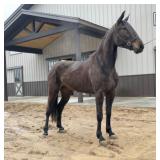 Lot# 201 4yr Stdbred mare Sire: Dejarmbro Sire of Dm: Vaporize
