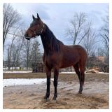 Lot# 200 3 Yr Old WD Star Passion Stdbred gelding 16hh buggy broke