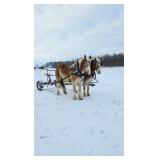 Lot#15/16 Blonde Belgian geldings 4/5yrs Solid team