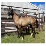 Lot# 443 Yearling AQHA Gelding Sire: Bee Dee