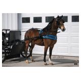 Lot# 502 3yr. 48" pony gelding