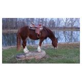 Lot# 438 5yr old must see Gypsy Vanner Cross mare My Sweet Gypsy Rose