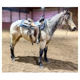 Lot#446 3yr AQHA gelding PCC Blue Tags X Suzies Petty Pep