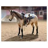 Lot#446 3yr AQHA gelding PCC Blue Tags X Suzies Petty Pep