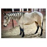 Lot#446 3yr AQHA gelding PCC Blue Tags X Suzies Petty Pep