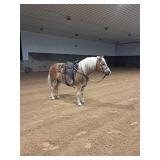 Lot# 479 Barney 7yr old 15.1hh Haflinger cross gelding 4h horse