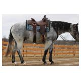 Lot#420 3yr old AQHA gelding. HCF Thunder Cat. Very gentle, soft, moves of leg