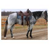 Lot#420 3yr old AQHA gelding. HCF Thunder Cat. Very gentle, soft, moves of leg