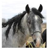 Lot#420 3yr old AQHA gelding. HCF Thunder Cat. Very gentle, soft, moves of leg