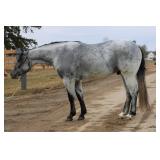 Lot#420 3yr old AQHA gelding. HCF Thunder Cat. Very gentle, soft, moves of leg