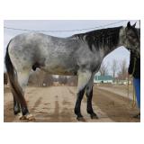 Lot#420 3yr old AQHA gelding. HCF Thunder Cat. Very gentle, soft, moves of leg