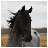 Lot#455 4yr old freisian/QH Rebel Knight English or western started on driving