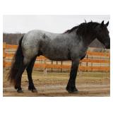 Lot#455 4yr old freisian/QH Rebel Knight English or western started on driving