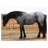 Lot#455 4yr old freisian/QH Rebel Knight English or western started on driving