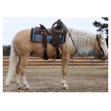 Lot#505 4yr old AQHA gelding Smart Shooters Shine 15.1hh dream horse