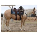 Lot#505 4yr old AQHA gelding Smart Shooters Shine 15.1hh dream horse