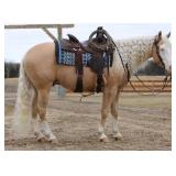 Lot#505 4yr old AQHA gelding Smart Shooters Shine 15.1hh dream horse